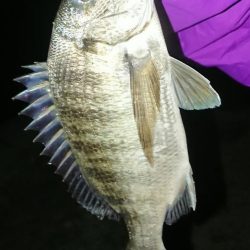 何か釣れるといいなぁって感じで4種目